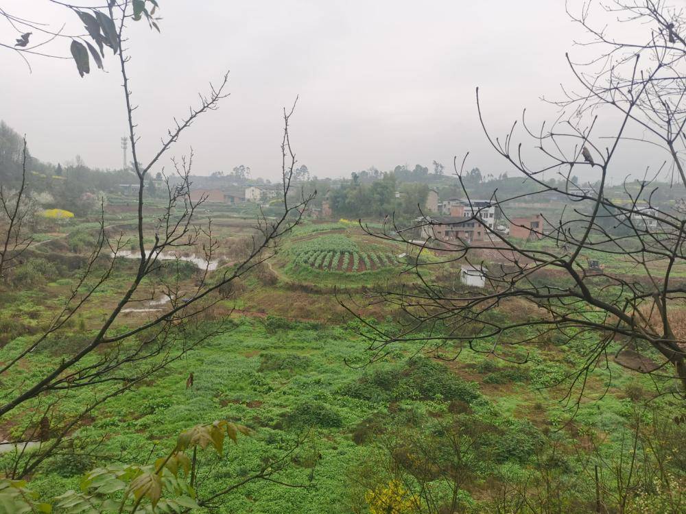 ag mos033皇冠_街道办违法强拆120亩鱼塘ag mos033皇冠,致37万斤鱼损失被判赔380万,回应称无赔付能力可法拍资产抵债