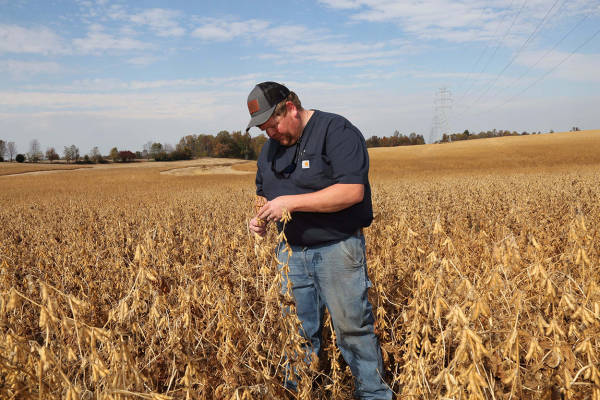 皇冠信用網在线开户
_大豆玉米大丰收皇冠信用網在线开户
，美国农民更欲哭无泪：中国一船都没买…