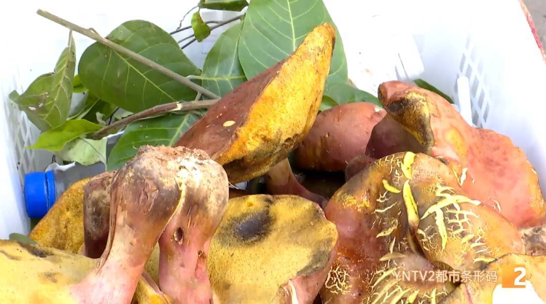 世界杯2026欧洲外围赛_云南毒菌名单公布世界杯2026欧洲外围赛！见手青被“除名”！新增→