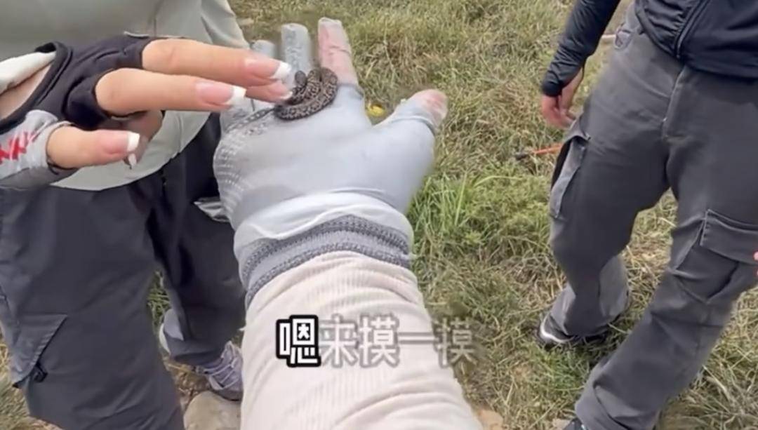 NBA篮球投注
_驴友爬山捡到小蛇后轮流抚摸 专家:是短尾蝮蛇NBA篮球投注
,有剧毒