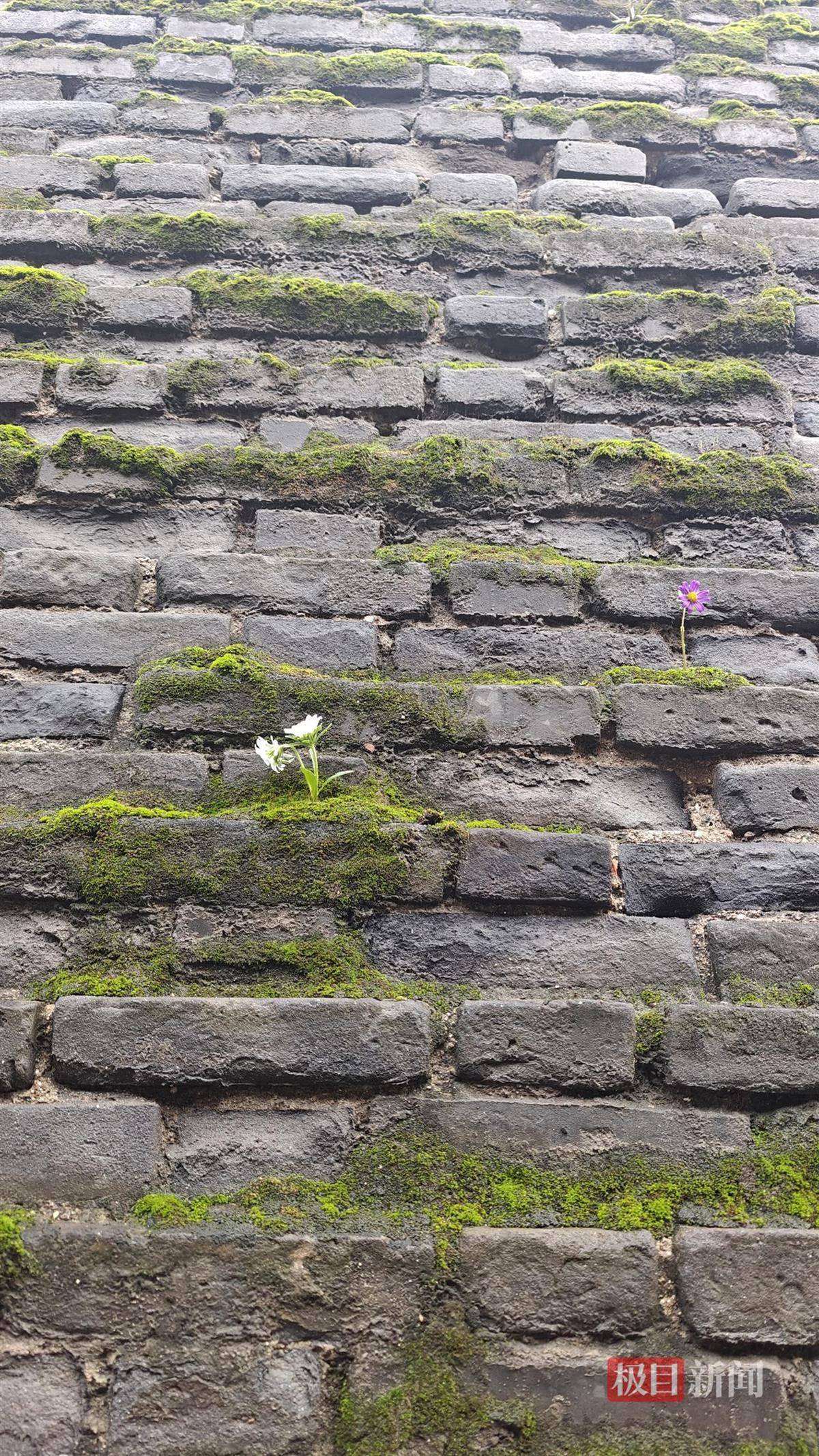 怎么开皇冠信用
_西安连续一个多月降雨遍地长蘑菇怎么开皇冠信用
，大雁塔受潮，城墙布满青苔，气象局解释成因