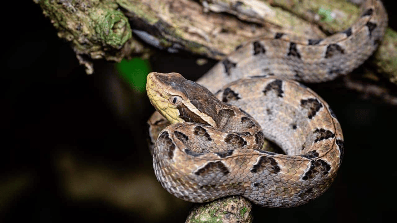 皇冠信用網结算日
_泰国女子在ATM机取钱皇冠信用網结算日
，取款口突然窜出一条蛇