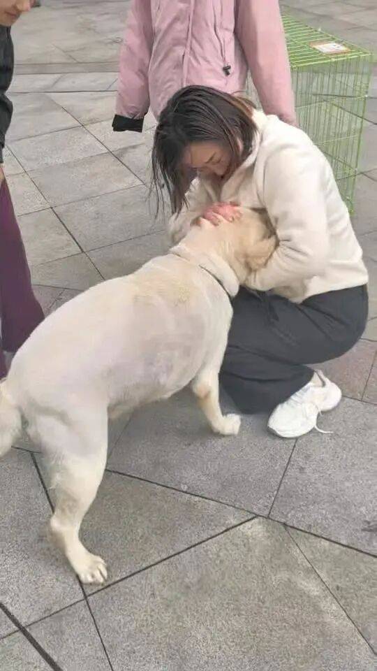 皇冠信用网怎么代理
_青岛一只拉布拉多犬走失三月后皇冠信用网怎么代理
，长沙街头被网友发现并收留，目前犬只已被送回犬主身边