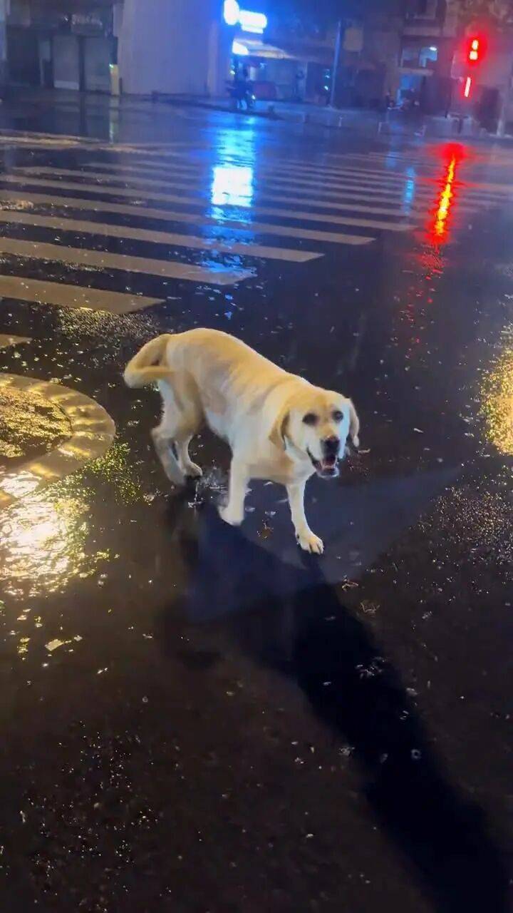 皇冠信用网怎么代理
_青岛一只拉布拉多犬走失三月后皇冠信用网怎么代理
，长沙街头被网友发现并收留，目前犬只已被送回犬主身边