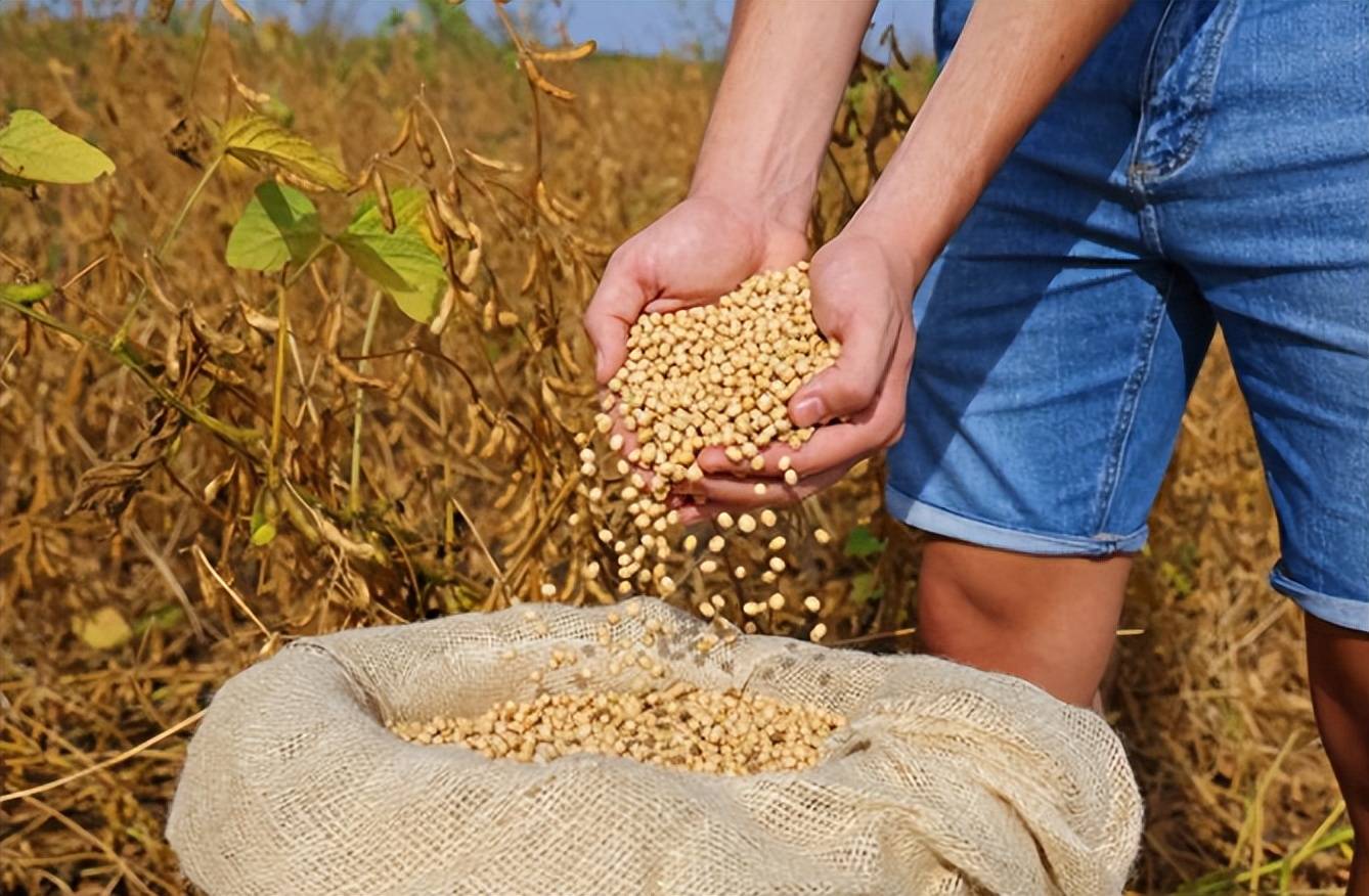 皇冠信用网
_美国大豆比巴西豆贵还加税皇冠信用网
，中国采购停滞不是违约，市场规律才是关键？