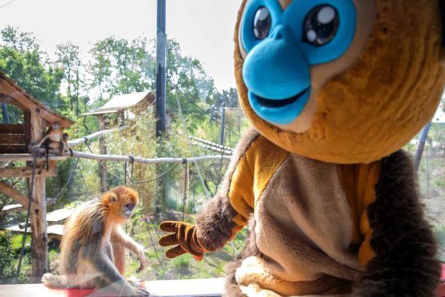 怎么申请皇冠信用网
_访华结束前怎么申请皇冠信用网
，马克龙把熊猫弄到手了